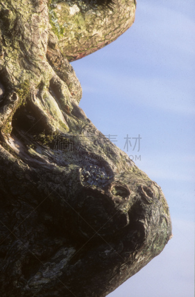 旷野,bodmin moor,山楂,康沃尔,垂直画幅,停泊的,摩尔人风格,无人,2015年,植物表皮