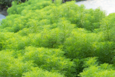 莳萝,清新,大特写,绿色,绿色背景,芳香的,水平画幅,枝繁叶茂,素食,夏天