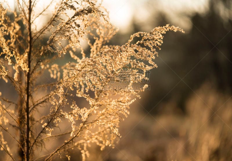 草,金色,自然,美国,水平画幅,无人,黄昏,户外,特写,北美