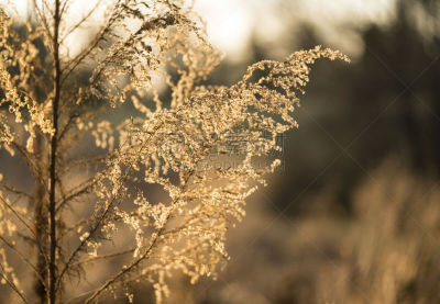 草,金色,自然,美国,水平画幅,无人,黄昏,户外,特写,北美