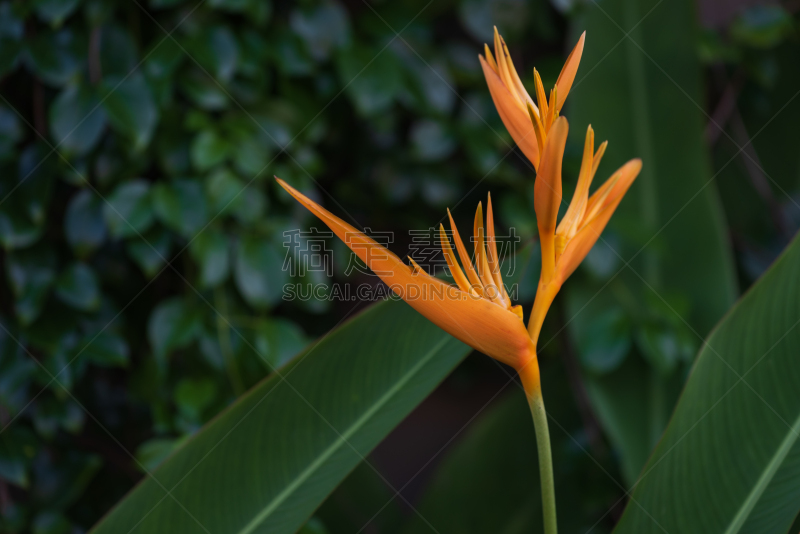 暗色,黄色,热带气候,手电筒,parrot's beak海里康属植物,金色,季节,夏天,春天,明亮