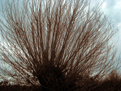 宫（德语）,硅藻土,基尔周,2002,针鼹,板式建筑,豪猪,树园,石勒苏益格-荷尔斯泰因,天空