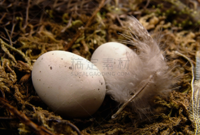 动物的巢,羽毛,褐色,水平画幅,鸟类,线绳,林鼠,鹪鹩,北美歌雀,鸟巢
