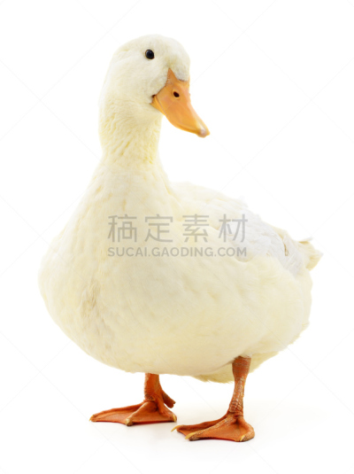 白色,鸭子,垂直画幅,彩色图片,家禽,鸟类,农业,背景分离,女性,摄影