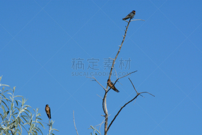 燕子,谷仓,自然,野生动物,水平画幅,无人,鸟类,北美歌雀,植物,家燕