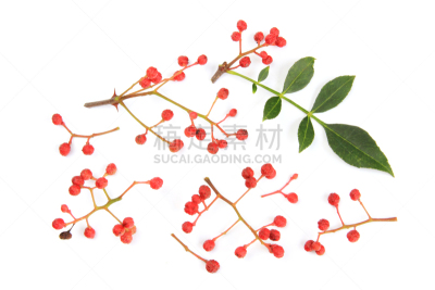 秦椒,胡椒,四川省,水平画幅,无人,芸香科,特写,枝,日本食品,叶子