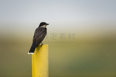 东部美洲食蜂鹟,美洲食蜂鹟,自然,野生动物,水平画幅,小的,阿尔伯塔省,鸟类,观鸟,夏天