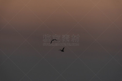 黄金,钟面,鸟类,两个物体,背景分离,钟塔,曙暮光,黄昏,波斯湾,植物