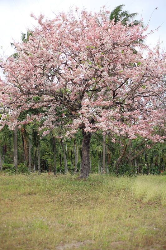 粉色,花朵,潘帕斯大草原,草原,石南花,自然,垂直画幅,草地,花,树