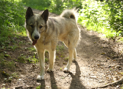 夏天,莱卡犬,狗,自由,森林,绿色,萨摩耶犬,雪橇犬,流浪动物,美