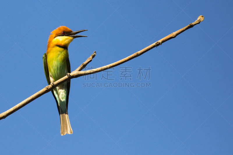 食蜂鸟,天空,鸟类,背景,头球,野外动物,栗树,图像,支流,蓝头鹦鹉