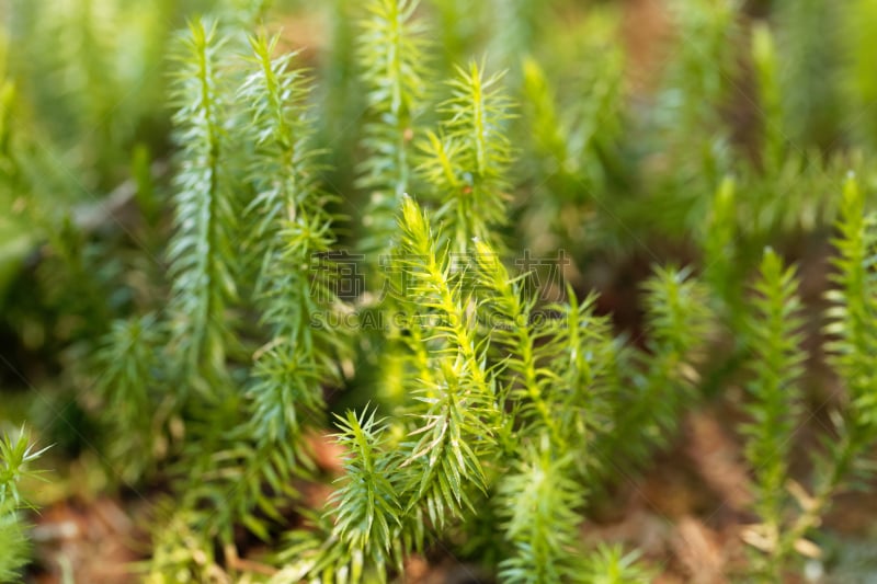 石松科,苔藓,维管束,美,水平画幅,无人,夏天,户外,田地,植物