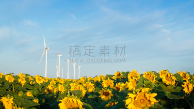 风轮机,向日葵,水平画幅,风力,早晨,涡轮,夏天,户外,机器,转