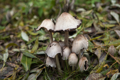 笔帽状蘑菇,蘑菇,鬼伞科,蘑菇木耳,伞菌纲,欧亚大陆,水平画幅,无人,户外,美洲