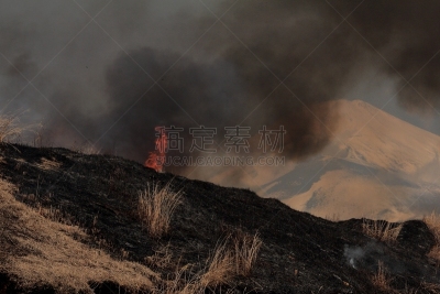 田地,草,裾野,御殿场市,禾本科植物,芒草,静冈县,富士山,水平画幅,日本