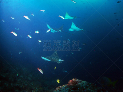 水下,斑点鹰魟,四只动物,在下面,水,水平画幅,水肺潜水,无人,加拉帕戈斯群岛,野外动物