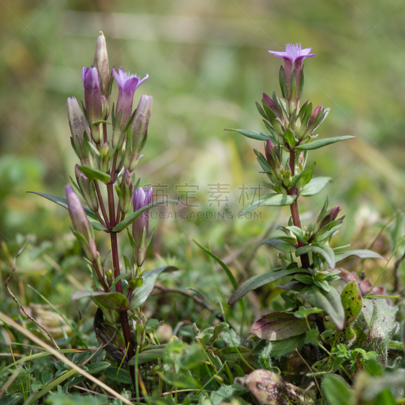 龙胆属植物,秋天,世界自然保护联盟红色名录,石灰质的,Lisianthus,自然,稀缺,小的,无人,花