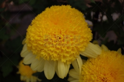 黄色,菊花,传统,清新,仅一朵花,枝繁叶茂,自然美,植物,户外,日本