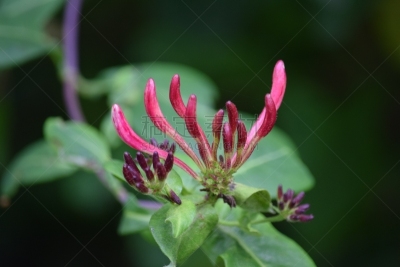 忍冬,花蕾,粉色,自然,水平画幅,无人,仅一朵花,箭木,植物茎,植物