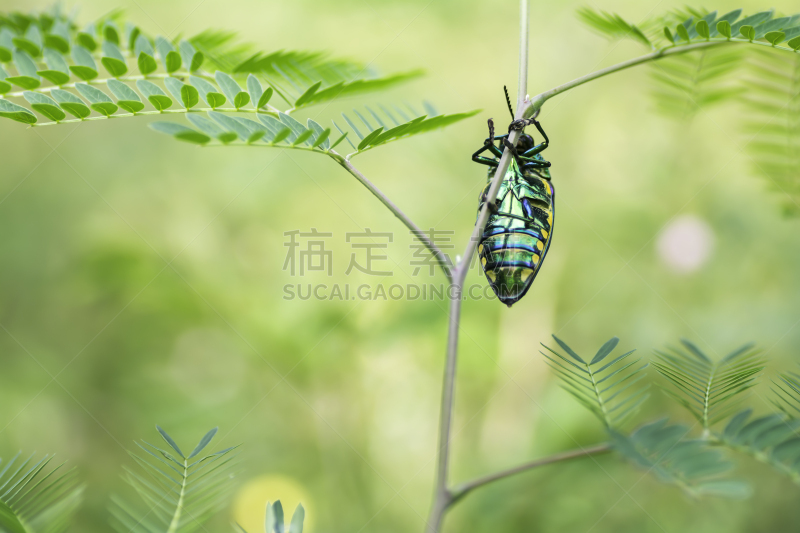 宝石甲虫,昆虫,枝,美,水平画幅,无人,生物学,金属,特写,泰国