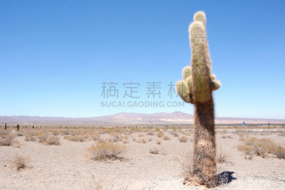 仙人掌,阿根廷,萨尔塔省,森林,南美,天空,拉美人和西班牙裔人,水平画幅,户外,干的