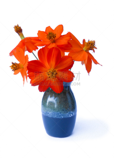 红色,花瓶,马齿苋,花序,半透明,垂直画幅,绘画插图,无人,仅一朵花
