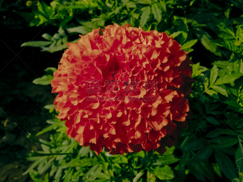 非洲万寿菊,万寿菊,雏菊族,仅一朵花,自然,式样,水平画幅,橙色,小的,无人