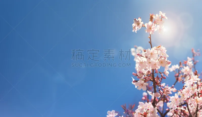 樱花 春天 背景 六月 五月 花朵 日光 晴朗 太阳 鲜花盛开图片素材下载 稿定素材