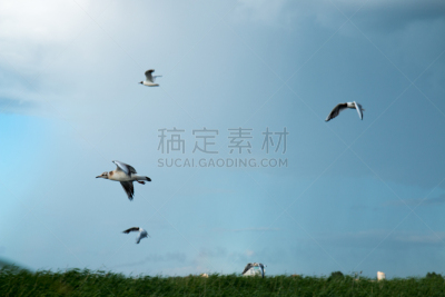 平视角,羊群,湖,芦苇,天空,河流,海鸥,水平画幅,无人,黑背鸥