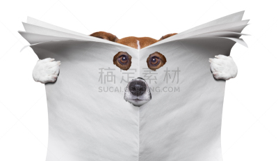 狗,留白,舌头,智慧,爪子,动物身体部位,书页,文档,模板