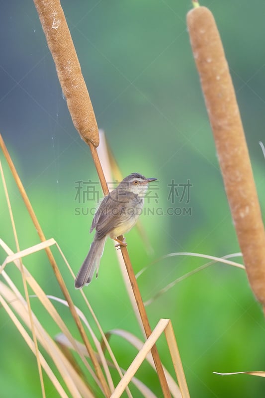 鸟类,平原,枝,自然美,鹪莺,自然,垂直画幅,野生动物,无人,玻璃杯