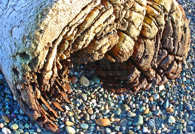 浮木,美国,水平画幅,无人,客轮,户外,自然纹理,渡轮,海岸线,植物