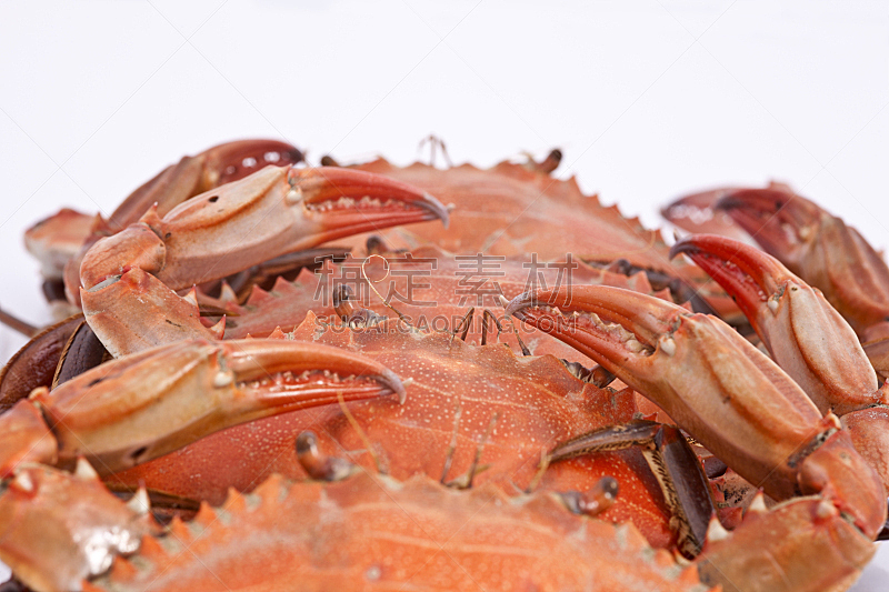 螃蟹,成一排,龙虾,留白,水平画幅,无人,绘画插图,膳食,动物身体部位,特写