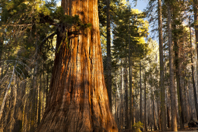 Mariposa Grove,红杉,风景,环境保护,极端地形,宏伟,极简构图,加利福尼亚,稳定,树