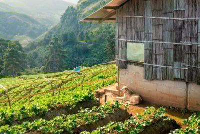草莓,狗,家,山谷,诺尔兰德,清迈省,枝繁叶茂,旅行者,农作物,冬天
