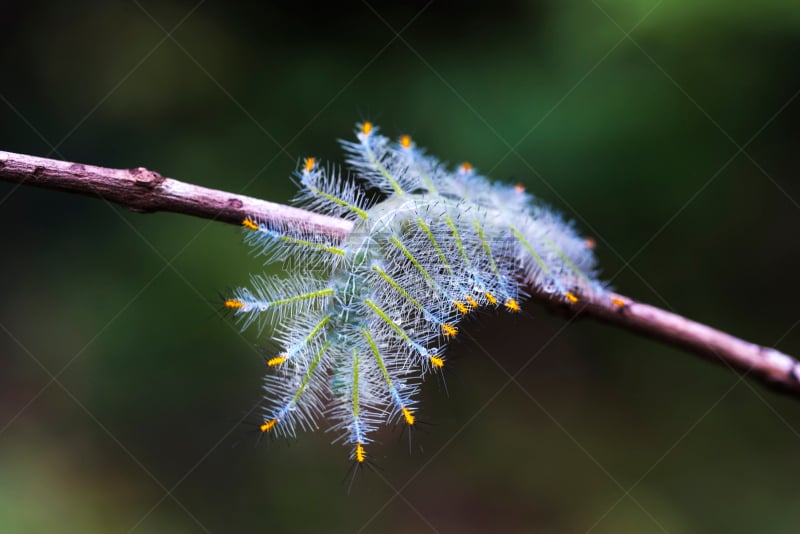 毛虫,蝴蝶,大公,鹭管鱼,背鳍,动物腹部,蛱蝶科,腹部,新的,水平画幅