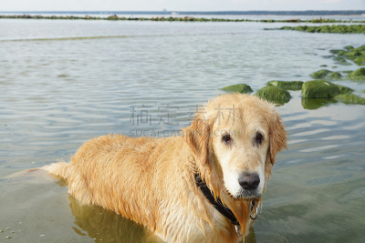 湿,金毛寻回犬,狗,水,纯种犬,月桂树,太空,黄金,水平画幅,苔藓