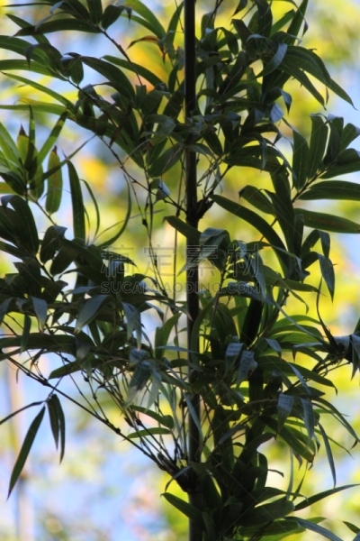 竹,垂直画幅,图像,草类,草,美国,多年生植物,无人,巨竹,植物