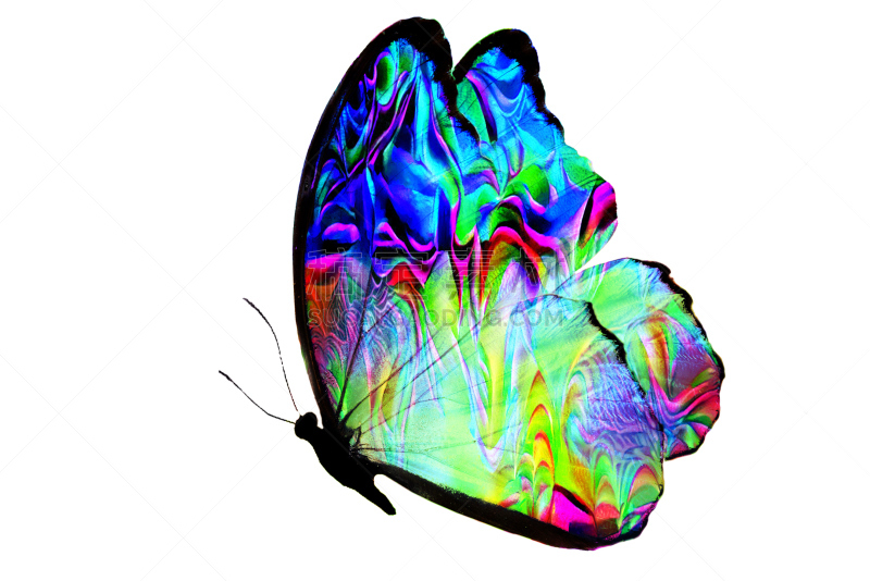 蝴蝶,白色背景,自然美,分离着色,生物学,热带气候,翅膀,一只动物,动物,蛾