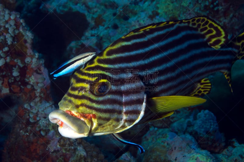 oriental sweetlips,濑鱼的清洁鱼,gruntfish,鸡仔鱼,珊瑚海,热带鱼,水平画幅,水肺潜水,印度洋,水下