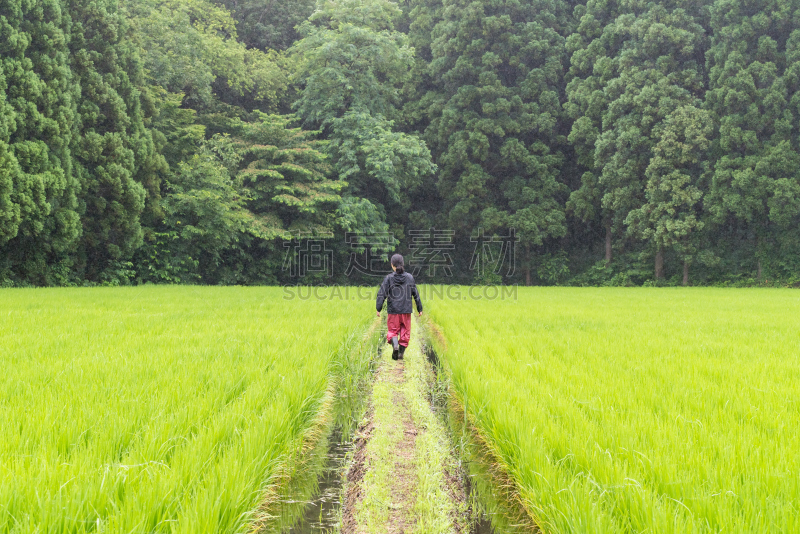 稻田,女人,联合收割机,碳水化合物,里山,水平画幅,工作场所,生食,户外,靴子