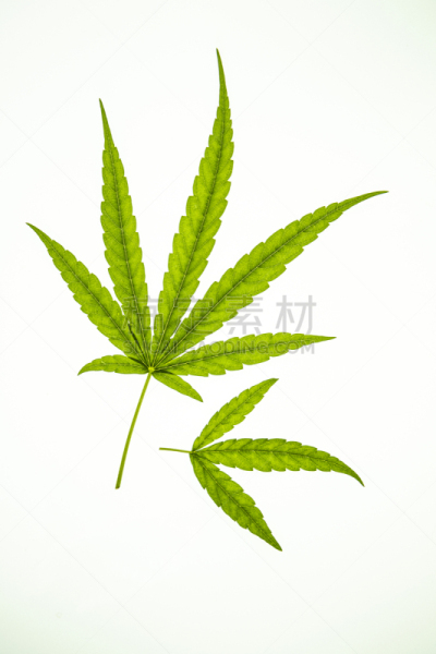 分离着色,叶子,白色,一个物体,白色背景,绿色,式样,创造力,禁止的,拍摄场景