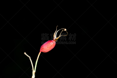 浆果,红色,森林,臀,美,凹陷地形,水平画幅,荆棘,尖利,夏天