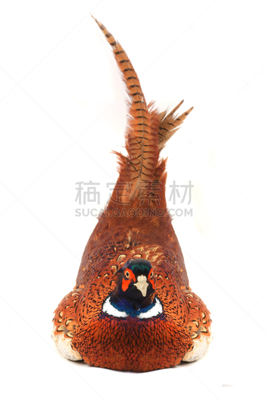 雉,环颈雉,垂直画幅,白色,骨骼,2015年,翎毛,一只动物,脊椎,摄影