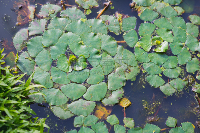 荸荠,扎草,自然,水平画幅,绿色,无人,湖,特写,泰国,池塘