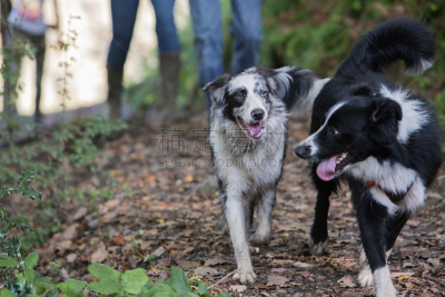 比利时,边境牧羊犬,树林,可爱的,纯种犬,运动,牧羊犬,受过训练的狗,狗,哺乳纲