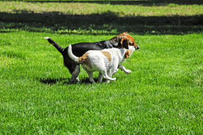 进行中,狗,狗咬狗比赛,杰克拉瑟短腿犬,比格犬,并排,枝繁叶茂,夏天,明亮,彩色图片
