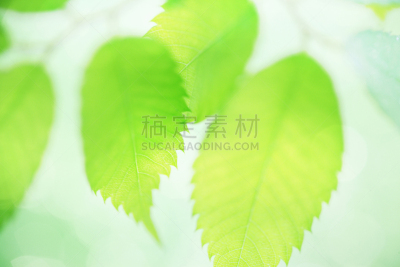 清新,绿色,森林浴,水平画幅,无人,材料,干净,植物,光,环境