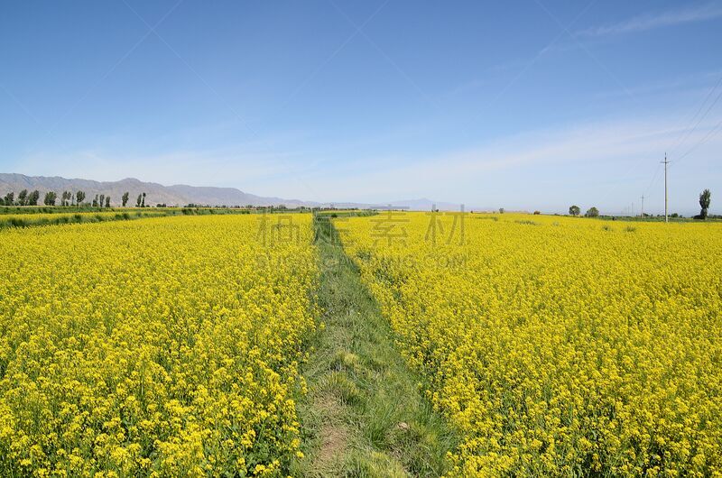 张掖,油菜花,甘肃省,鲜花盛开,中国,著名自然景观,中国西北部,栽培植物,当地著名景点,山谷