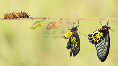 新生活,鸟翼蝶,鹭管鱼,水平画幅,蝴蝶,动物身体部位,茧,特写,悬挂的,叶子